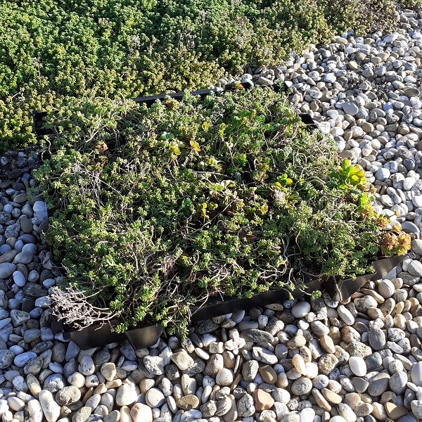 kazeta vysadena sedum